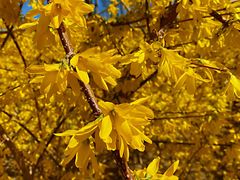 -大兴滨河森林公园