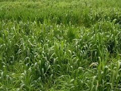 -四川农业大学(雅安校区)