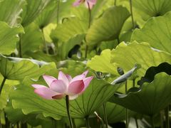 -荔湾湖公园