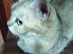 -楼上猫咖(罗湖店)
