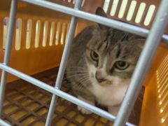 -瑞鹏宠物医院·宠保定点·心脏科·内科(御桥分院)