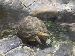 -上海大自然野生昆虫馆(东方明珠·爬宠昆虫探索中心)