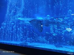 -烟台海昌鲸鲨海洋公园