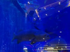 -成都浩海立方海洋公园