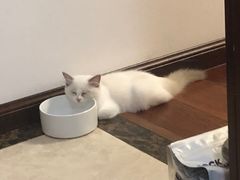 -lincat·猫舍(广州店)