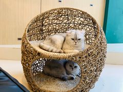 -飞行喵MR PILOT|猫舍·猫咖(静安大融城店)