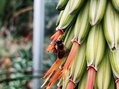 -深圳仙湖植物园
