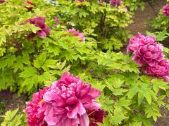 -洛阳市隋唐城遗址植物园