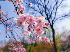 -顾村公园