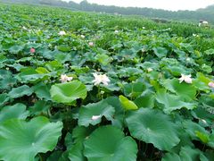 -荷塘月色湿地公园·向阳花洲