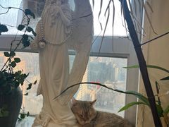 -共舞时光猫咖·狗咖(新街口店)
