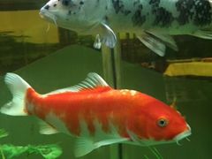 -08涮肉坊(广顺南大街店)