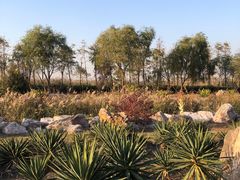 -春花秋色城市公园