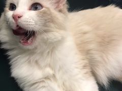 -飞行喵MR PILOT|猫舍·猫咖(静安大融城店)