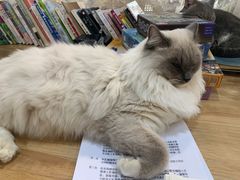 -共舞时光猫咖·狗咖(新街口店)