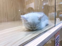 -屋虎猫馆(宝安大仟里店)