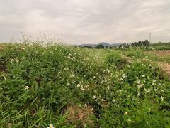 -光明小镇欢乐田园