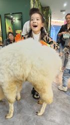 -神奇动物撸宠馆·羊驼·小浣熊·异宠(豫园店)