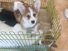 -Let's go狗咖·猫咖·奶狗·桌游(春熙路IFS店)