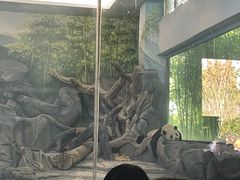 -武汉动物园