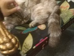 -猫色咖啡·猫咖