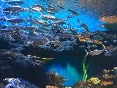 -华夏文旅海洋公园