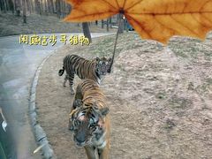 -北京野生动物园