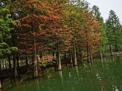 -泗洪洪泽湖湿地景区