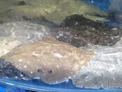-蓝珊甄选海鲜自助·火锅大排档(近阿那亚店)