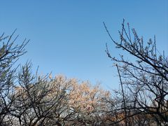 -香雪海