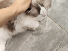 -楼上猫咖(罗湖店)