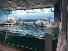 -秦皇岛乐岛海洋王国