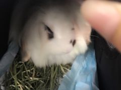 -PETKIT 小佩宠物·低压洗护·美容·寄养(安远店)