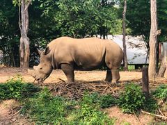 -清迈夜间动物园