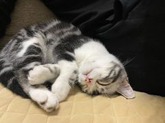 -lincat·猫舍(广州店)
