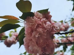 -嘉定紫藤园