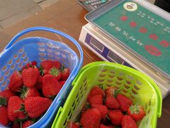 -大自然农场蔬菜草莓采摘园