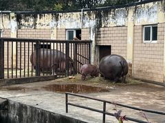 -合肥野生动物园