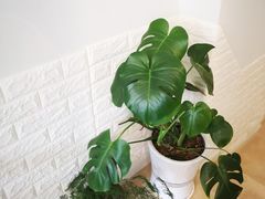 -海胆小馆(东北水饺·春柳店)