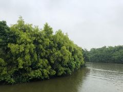-大湾区中央湿地公园