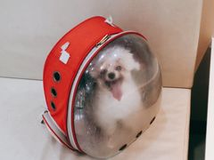 -安安宠医安欣宠物医院