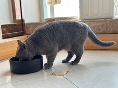 -Catmate·猫肥家润(金润铂宫店)