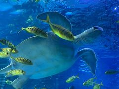 -太平洋海底世界