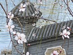 -桃花堤公园
