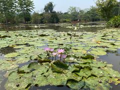 -中国科学院西双版纳热带植物园