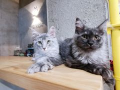 -十年猫舍·猫咪专门店(普陀店)