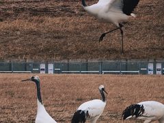 -盐城丹顶鹤湿地生态旅游区