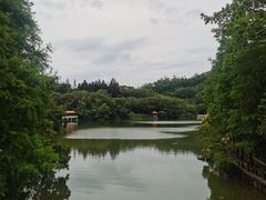 -深圳仙湖植物园