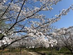 -天王浮山樱花园