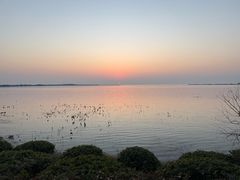 -西京湾花海